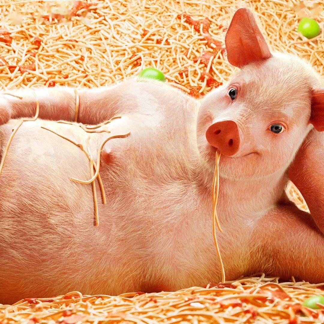 微微一笑,丑中带魅毛溜溜的各种搔首弄姿话说,你见过如此销魂的猪猪吗