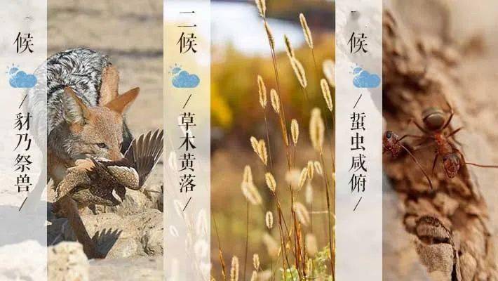 中国古人 将霜降分为三候: 一候豺乃祭兽;二候草木黄落;三候蜇虫咸俯.