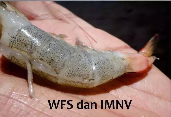 病毒是造成对虾病害的原因之一,引起虾病的病毒包括:白斑综合症病毒