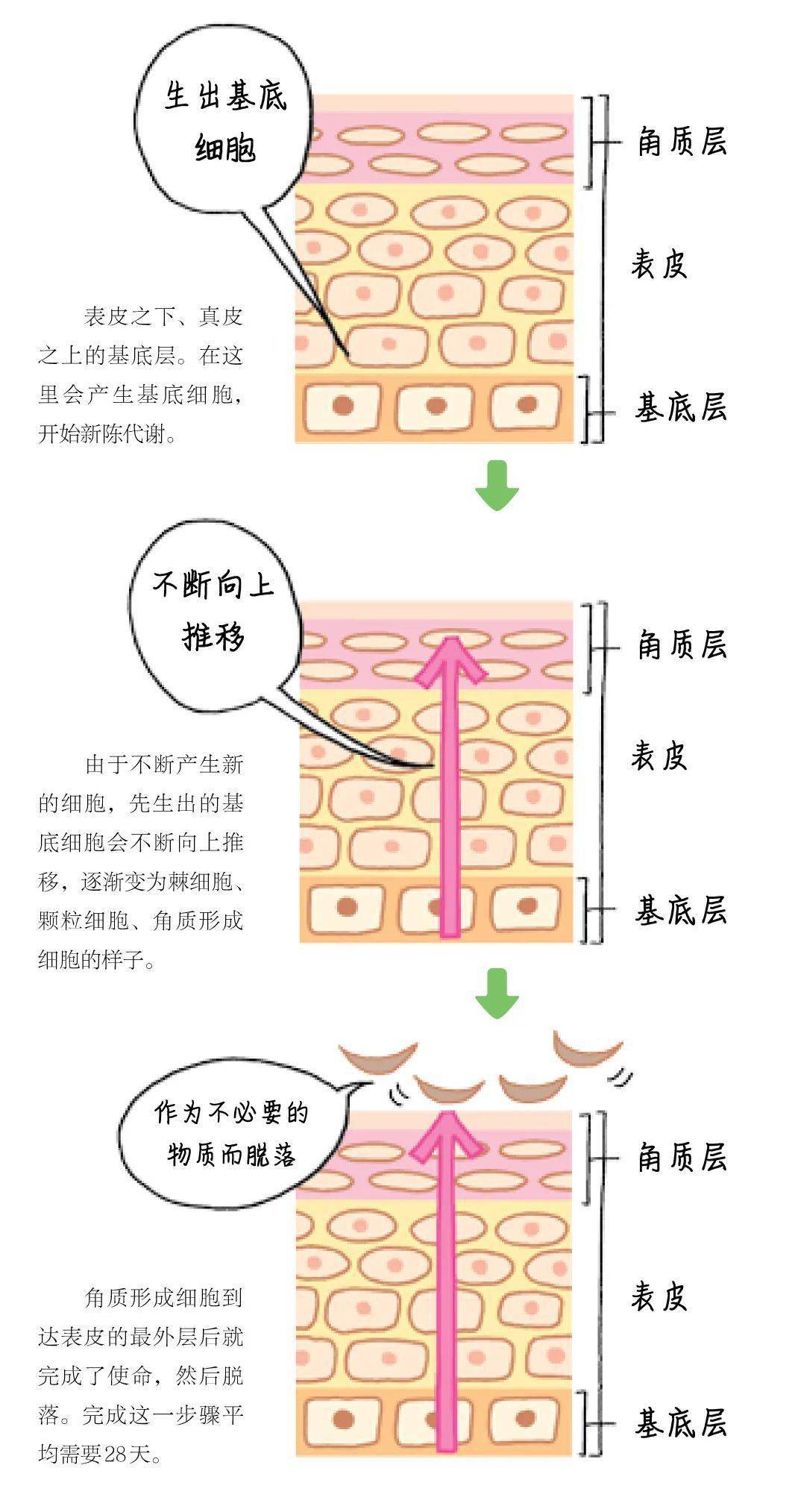 表皮的新陈代谢过程如何让皮肤保持正常的新陈代谢?