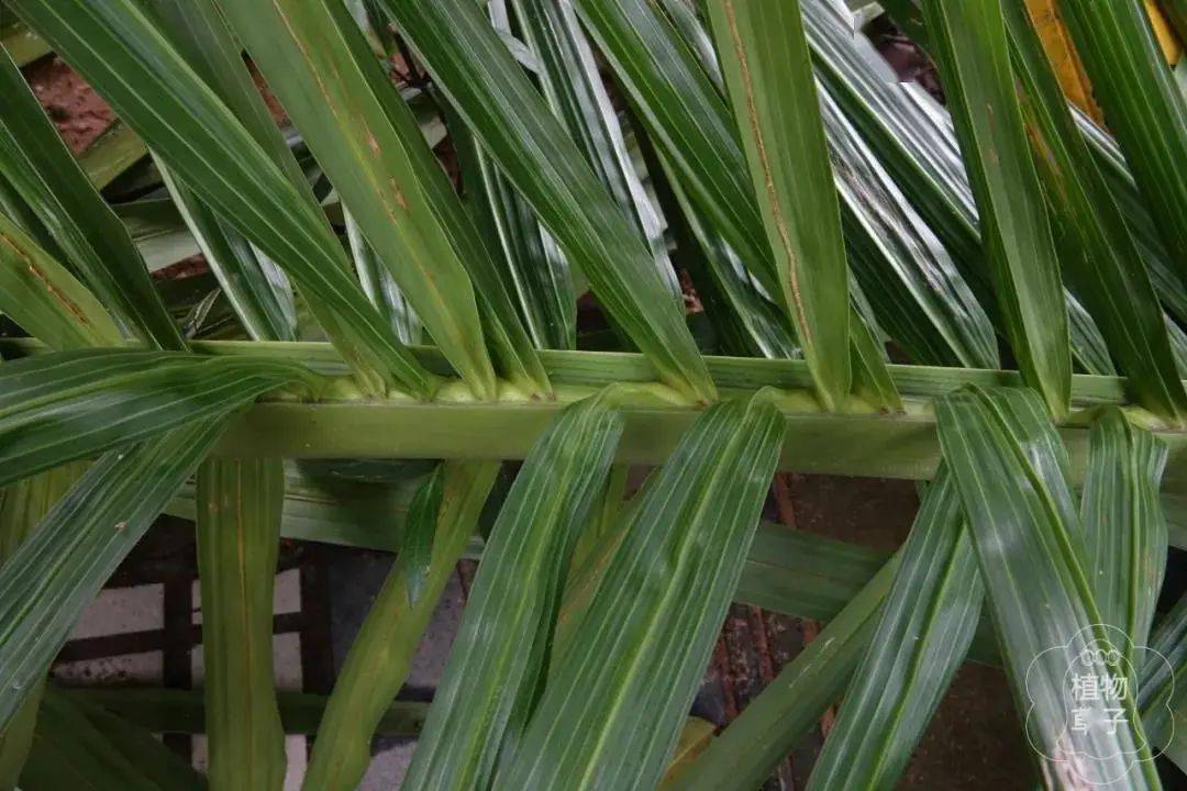 【你好!大自然】第208期:王棕与假棕榈 | 卫兵与女郎