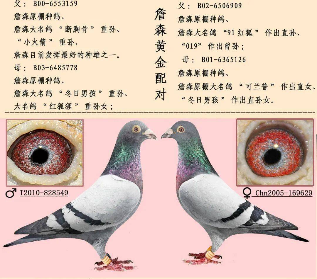 极品种鸽眼砂配对图图片