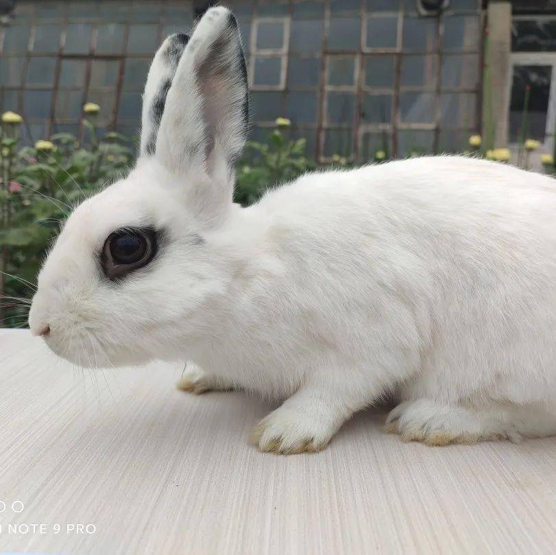 给它们一个家 | 线上宠物领养日兔兔专场(20211024)_驱虫