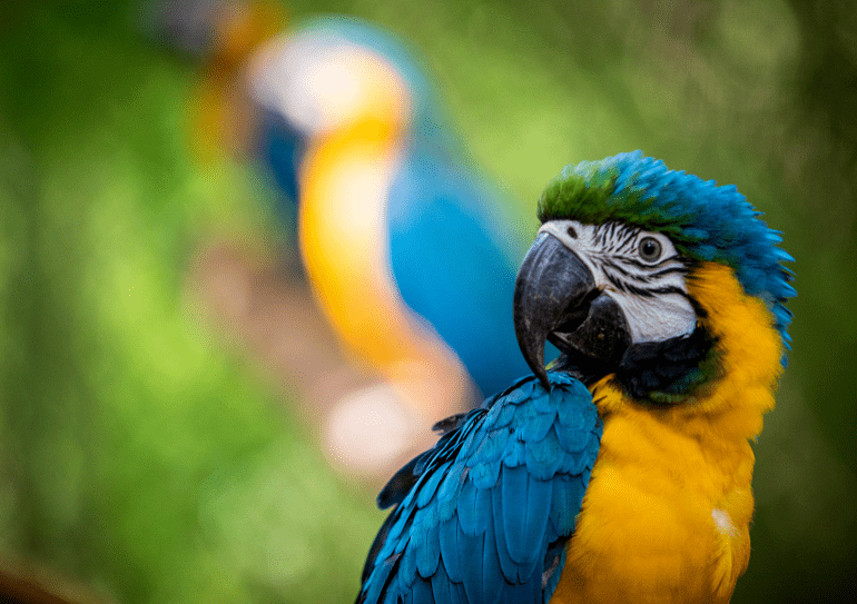 也是世界第四大猫科动物仅次于美洲虎的第二大猫科动物美洲狮2020年初