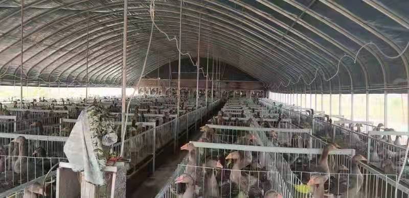 忠成养殖家庭农场,其鹅舍,饲料加工,投食,鹅肝鹅体成品保鲜等厂房齐全