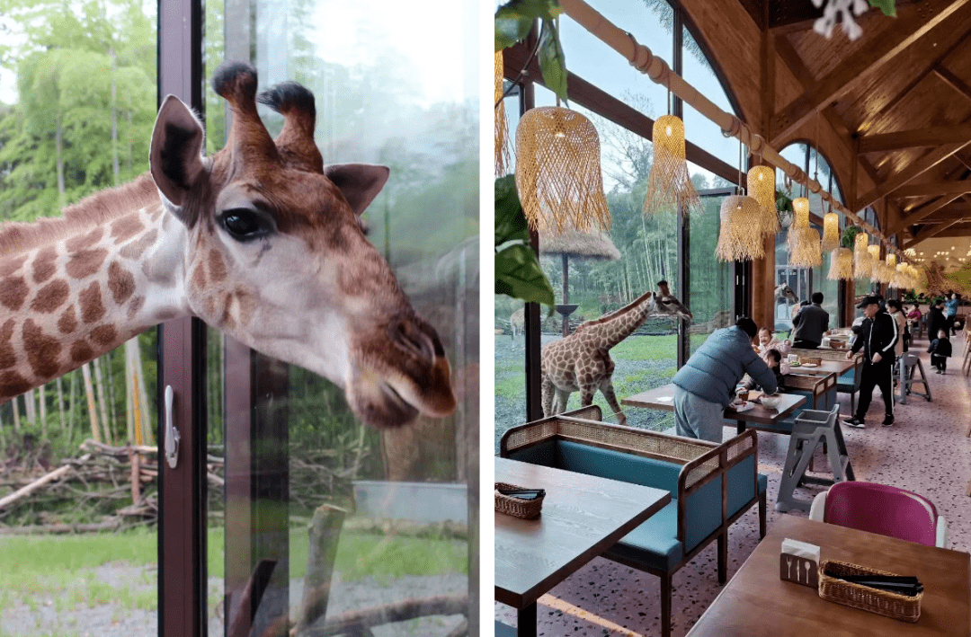 国内首个"长颈鹿主题庄园",开业就爆红.(背后的商业逻辑)