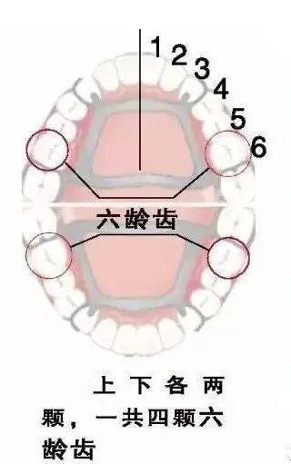 牙齿矫正这12种儿童牙颌畸形千万不可大意