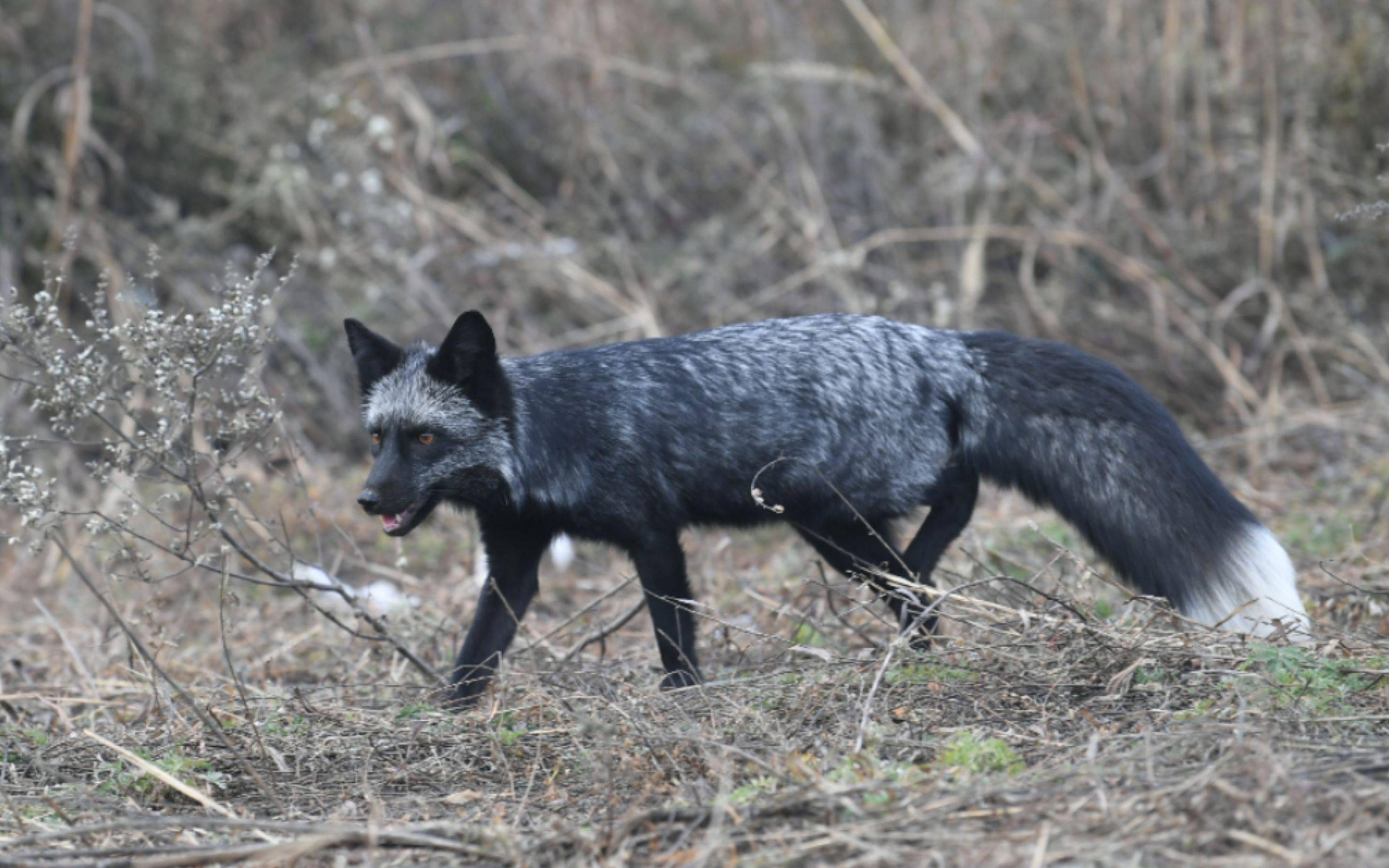 北京妙峰山偶遇银狐,专家表示:或非野生动物