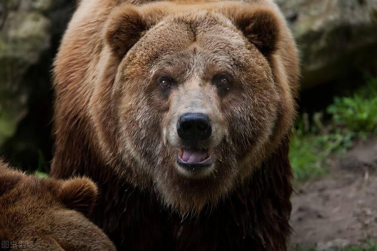 棕熊突袭俄罗斯钓友被反杀,战斗民族如此彪悍?并非那么回事