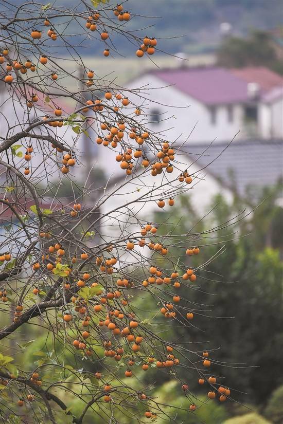 节庆|秋收节庆，游客奔向田间地头