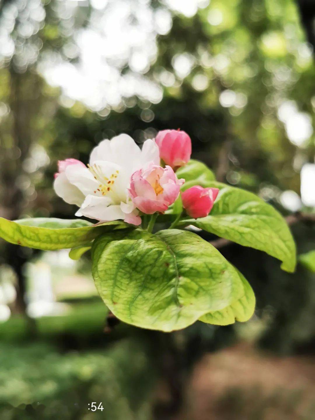 圖片提供海棠:紅三豎薔薇:星語星戀地點:雲龍湖畔返回搜狐,查看更多