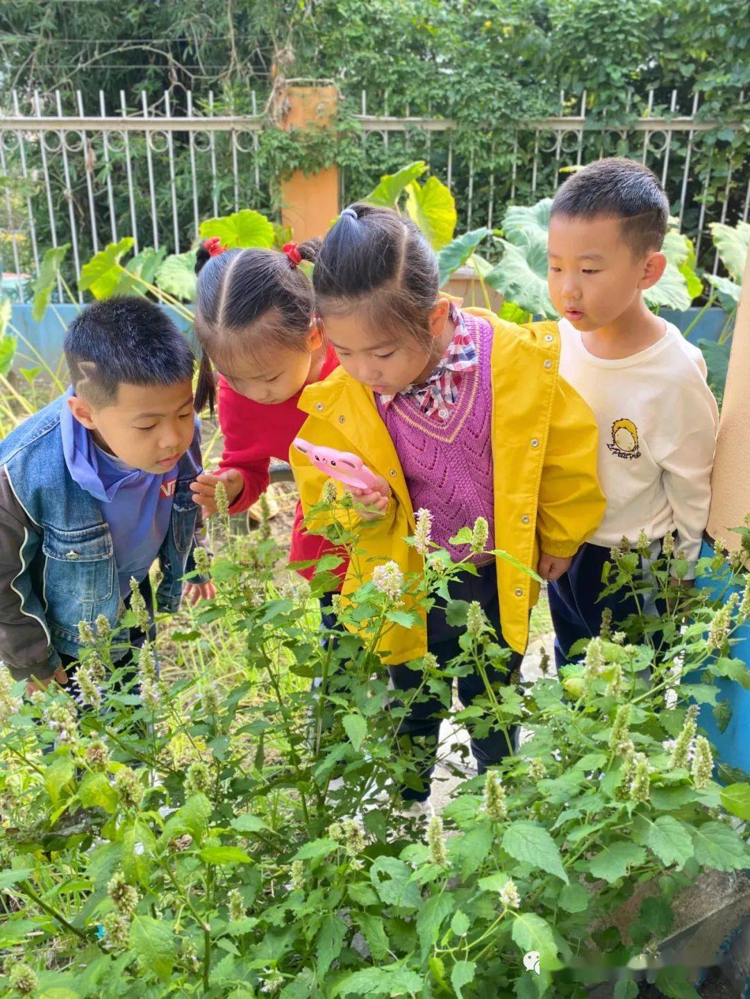 【课程叙事】神奇的中草药——大二班班本课程