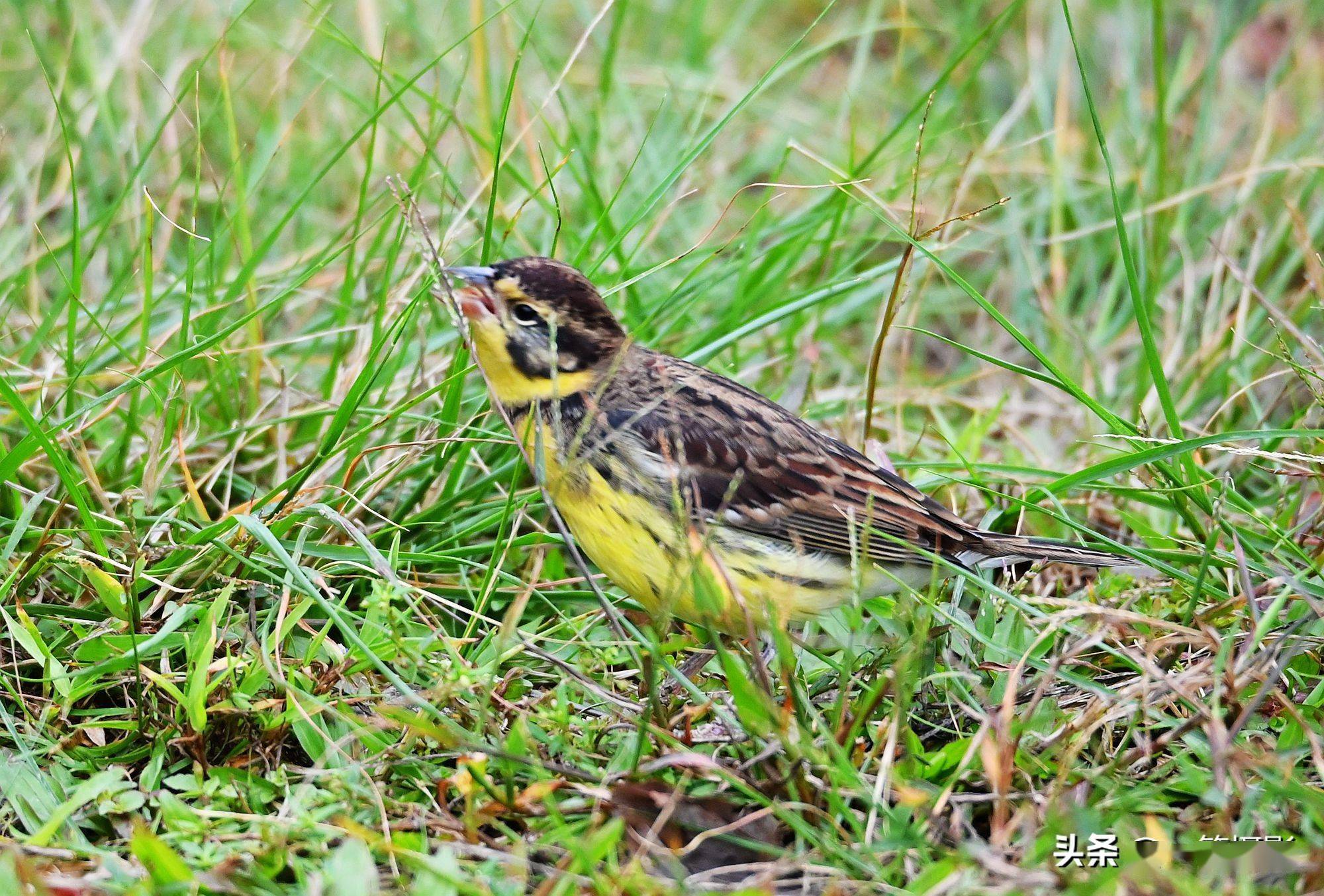 禾花雀不只是吃稻子也吃野草种子