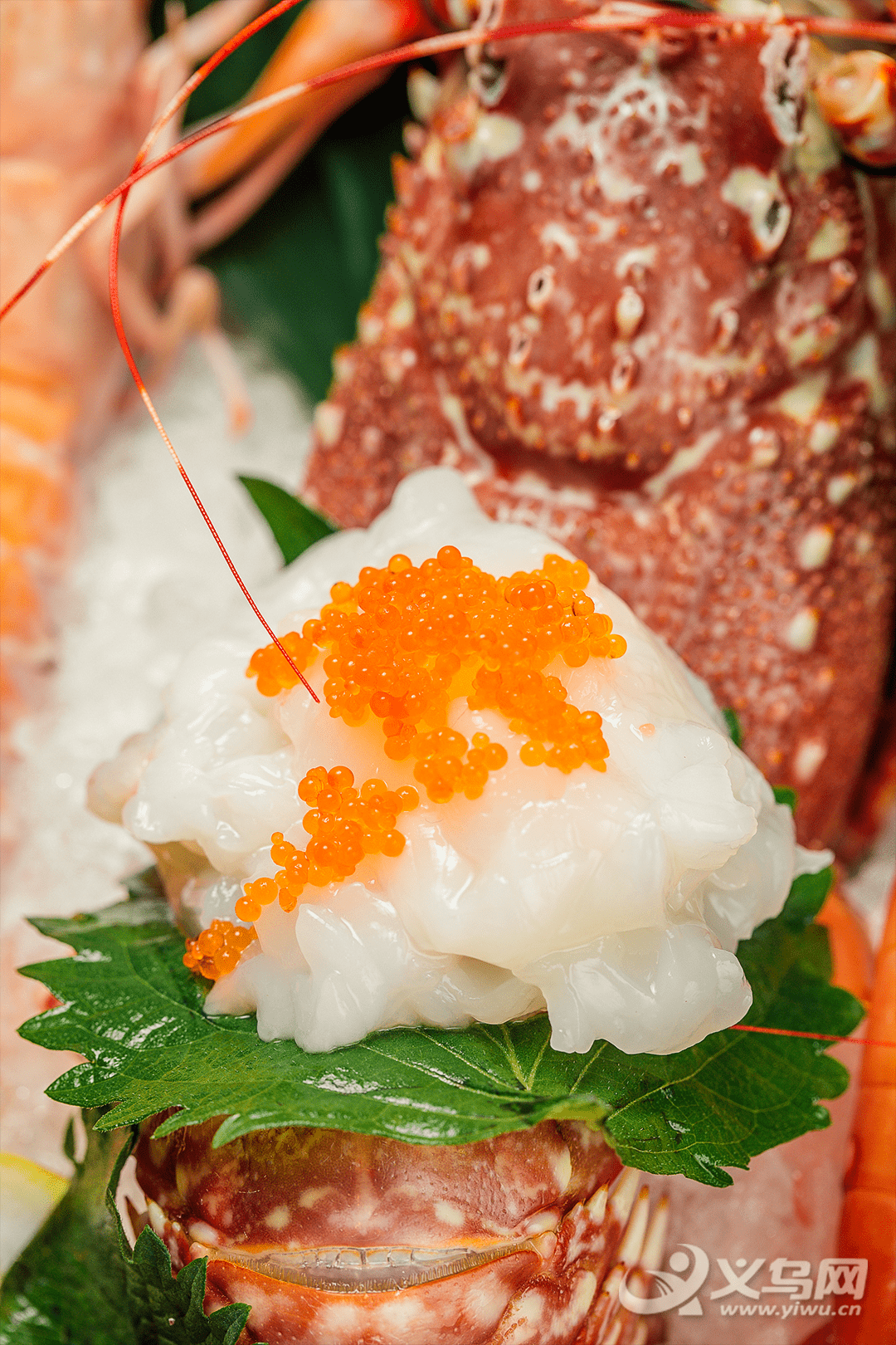 mozambique rose lobster1· 莫桑比克产玫瑰龙虾『进口龙虾刺身,下筷