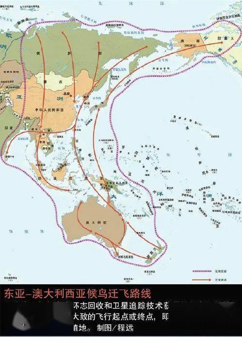 深圳湾候鸟迁徙路线图片