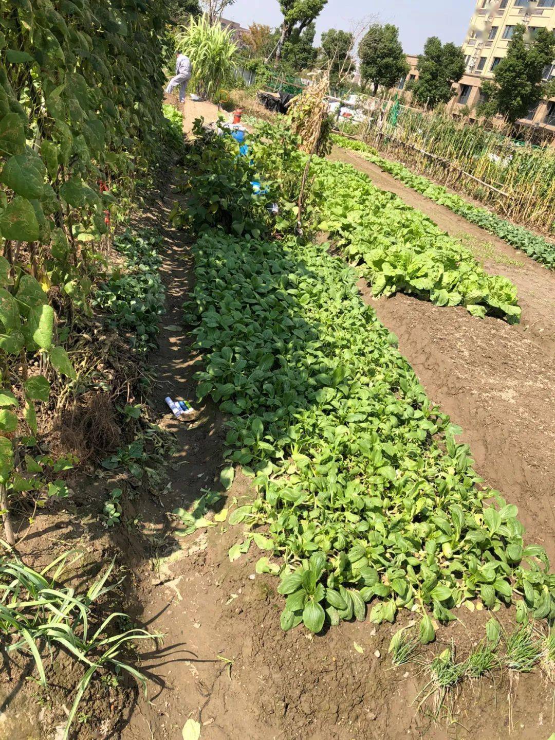 家有这么一片菜地真让人羡慕!萧山网友:300多一年租的,想吃啥就种啥