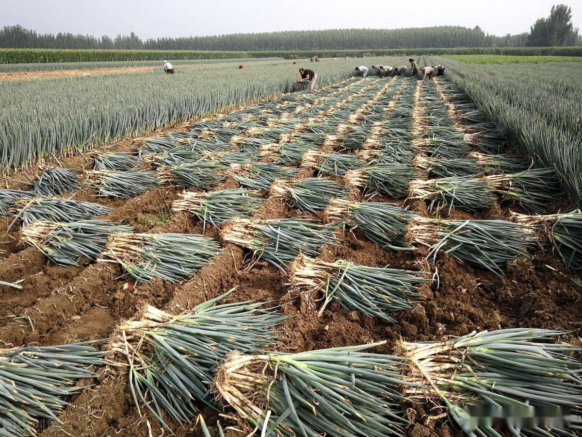 河南商丘大葱地头价125元斤农民加紧收获笑逐颜开