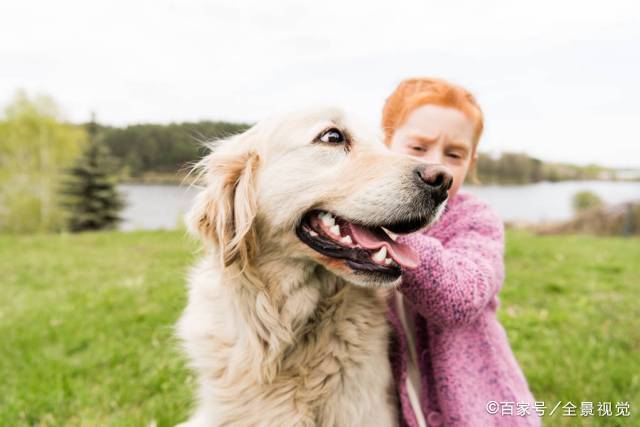 为什么金毛犬看到主人回家都会这么 兴奋 原因有6个 时候 全网搜