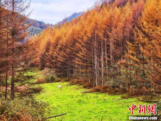 岩柱|湖北恩施大峡谷：层林尽染 缤纷绚丽