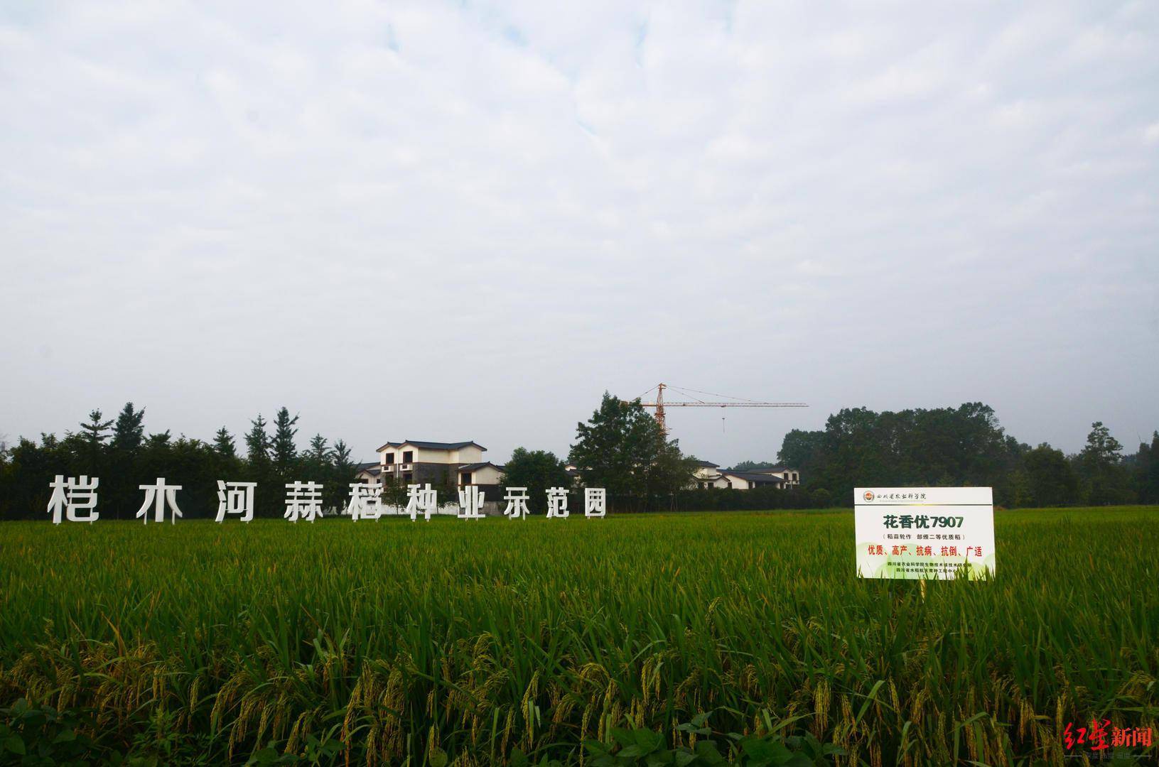 独家揭秘！搭乘神舟十三号的四川水稻种子，为啥是“偏科生”？