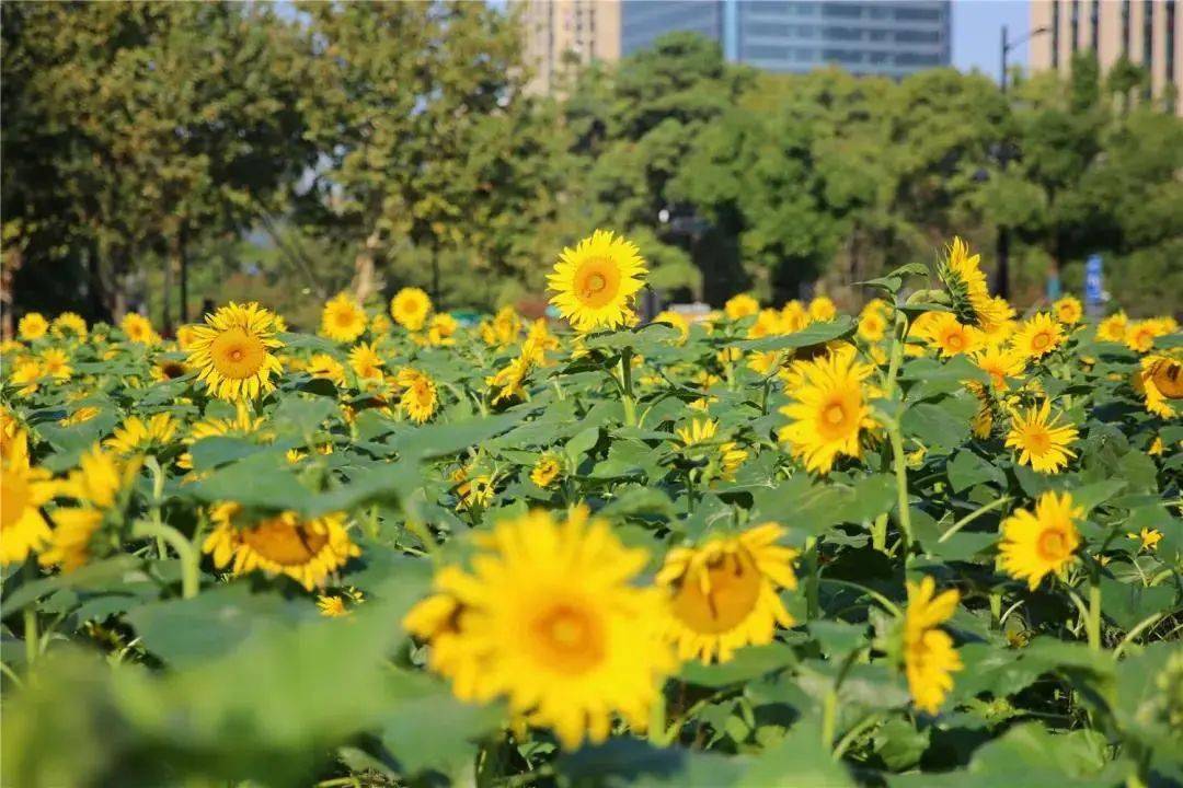 十月秋光无限好临平220余亩向日葵花海等你来打卡