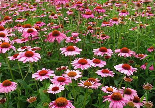 30种常见宿根花卉图鉴