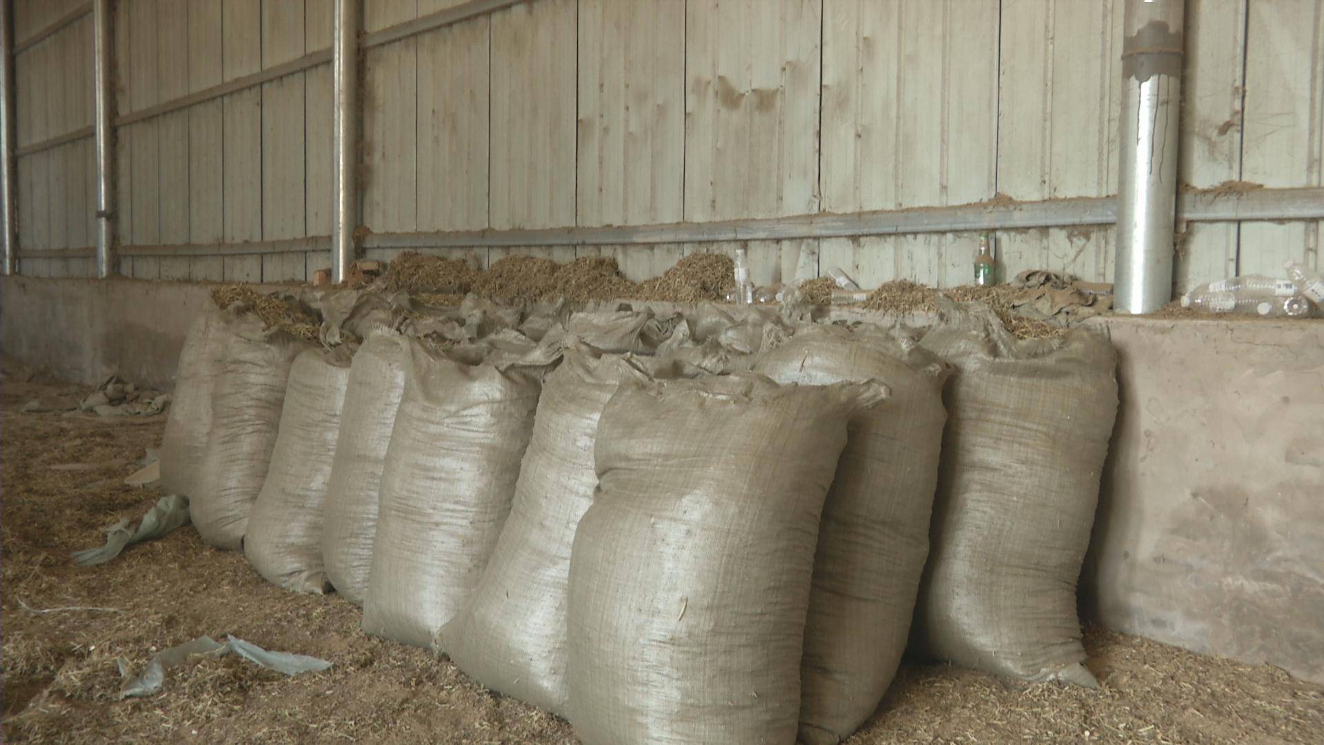 新闻特写:秸秆带来的"致富经"_花生