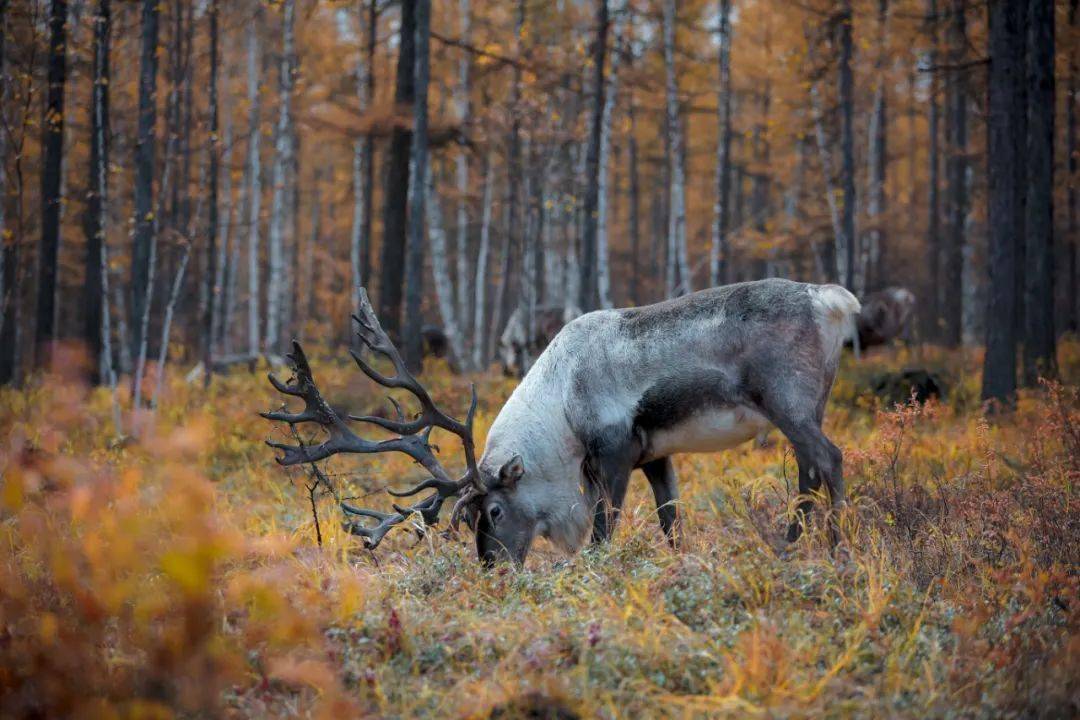着热气的茯苓茶和天然蓝莓酱,饿了还能掰点鹿奶列巴和热乎的鹿肉串吃