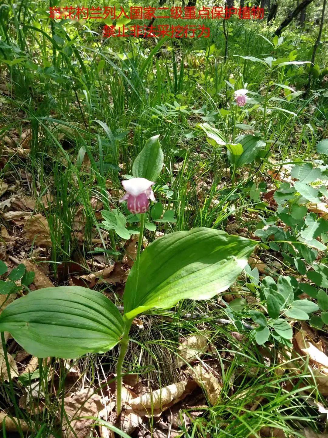 注意这三种植物今年列入国家二级保护植物不要乱采哦