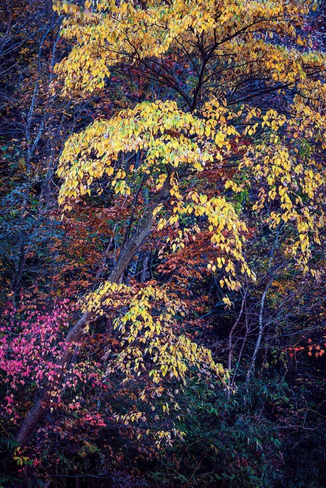 曾家山 多彩曾家山 浪漫红叶季 落叶松
