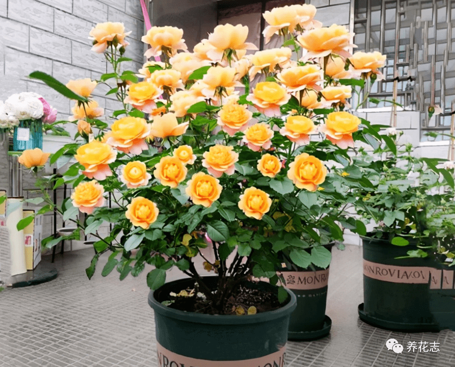 开花机器灌木月季果汁阳台盆栽做到2多1少观赏性极佳