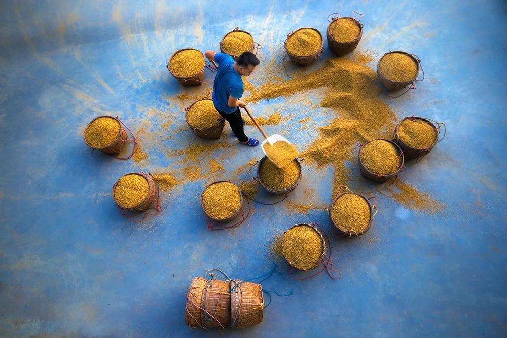 罗定稻米广东丝苗米之臻品