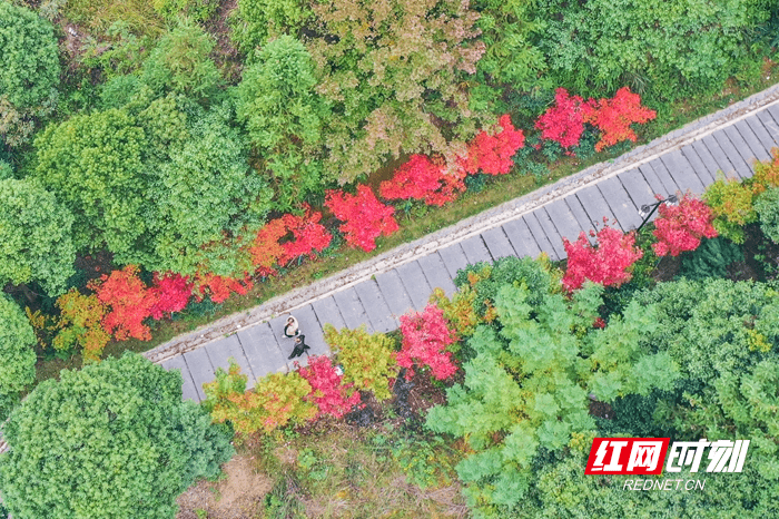 从空中|湖南蓝山：夔龙山上“枫”景如画