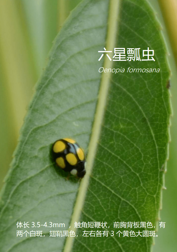 六星瓢蟲 oenopia formosana46黃緣巧瓢蟲 oenopia sauzeti45柯氏素菌