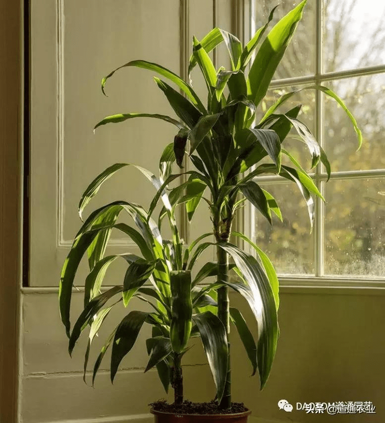 推荐几款耐阴又耐寒的室内植物 文末更有往期耐寒花卉推荐 养护