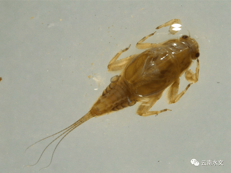 小蜉科划蝽科腹腮蟌科细蜉科大蜓科纹石蛾科网纹科临沧市境内种类丰富