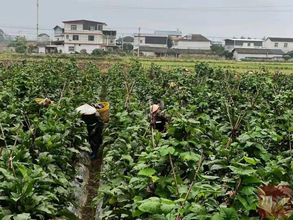 天博电竞平台蔬菜价格何时回落？最新消息来了(图2)