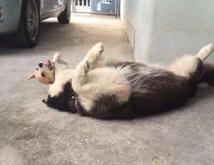 崩溃主人领回了只柯基，没想到二哈就不淡定了，下一秒差点要了狗命！