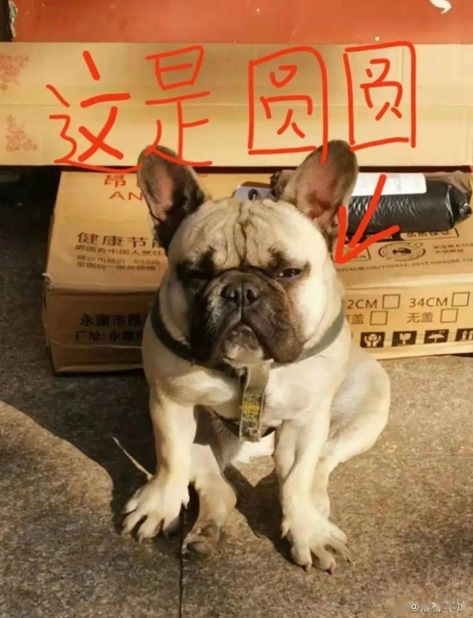 「陳小春夫婦被曝改名催運...」淦，5億家產的好命還用改？! 搞笑整蠱 第59张