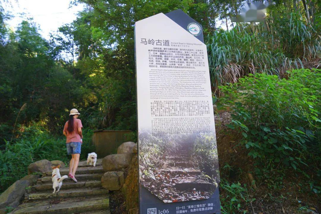 它是"浙江十大经典古道,也是浙江少见的"全国最美森林古道-马岭古