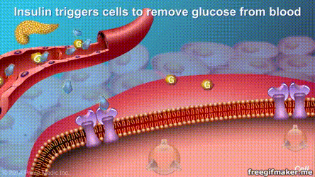 素具有明显的降血脂功效能够降低血浆中的甘油三酯可以抑制血小板聚