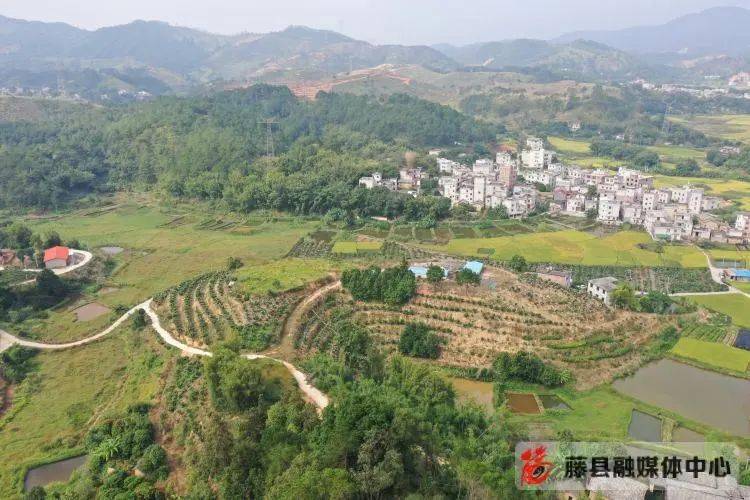 藤县这个村的四季蜜龙眼"抢鲜"上市啦_新庆镇