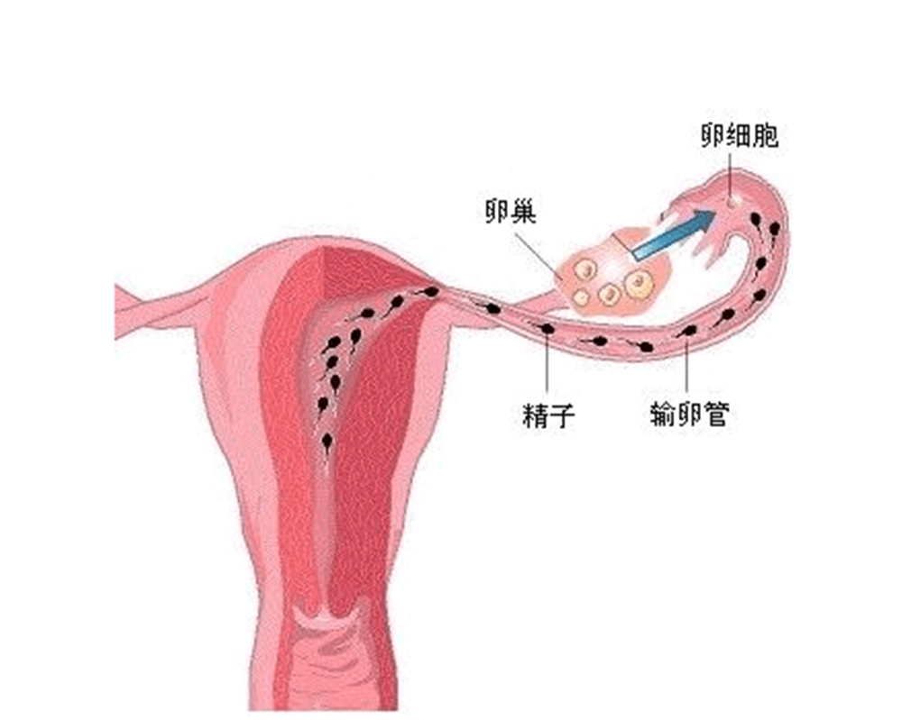 女人卵子放大图片