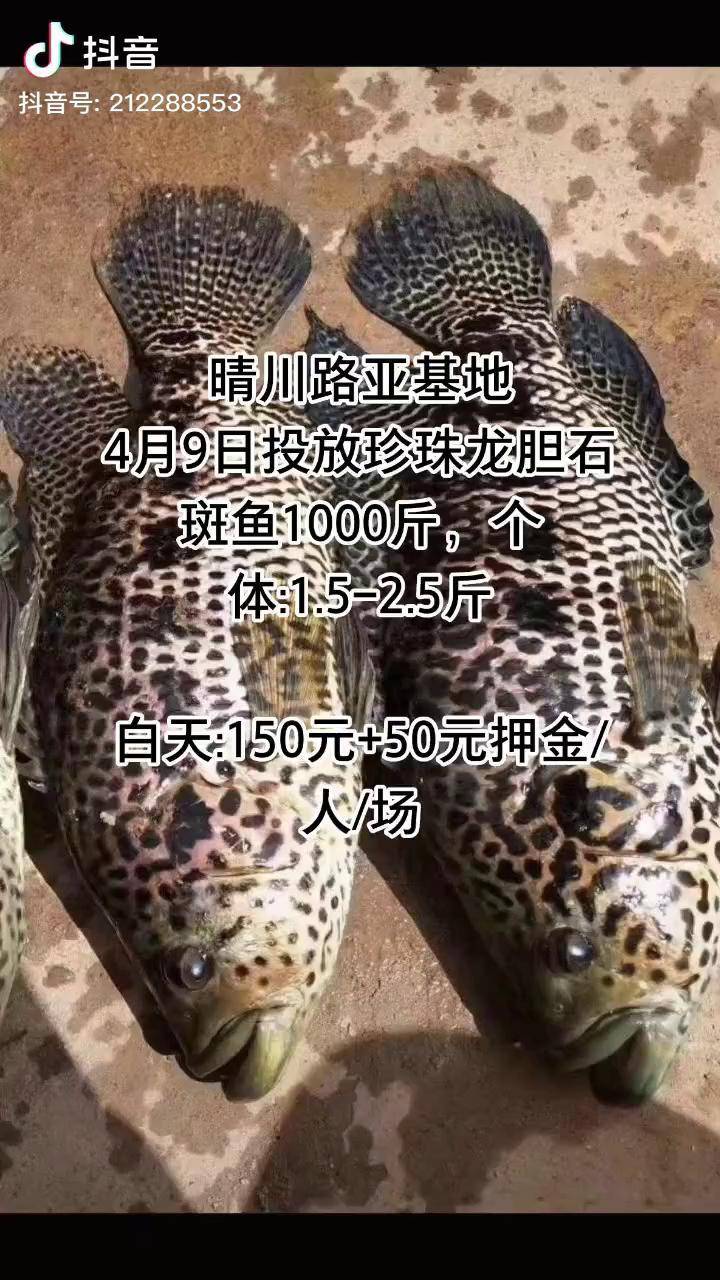 晴川路亚基地4月9日投放珍珠斑1000斤户外钓鱼钓鱼路亚黑坑鲈鱼户外