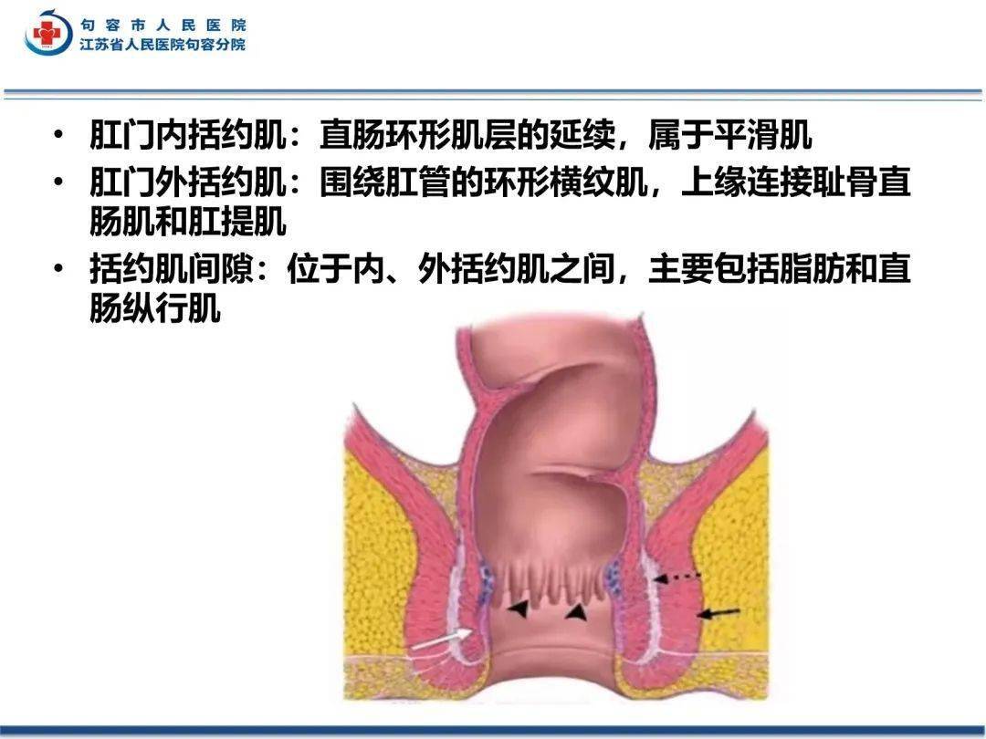 肛窦解剖图片