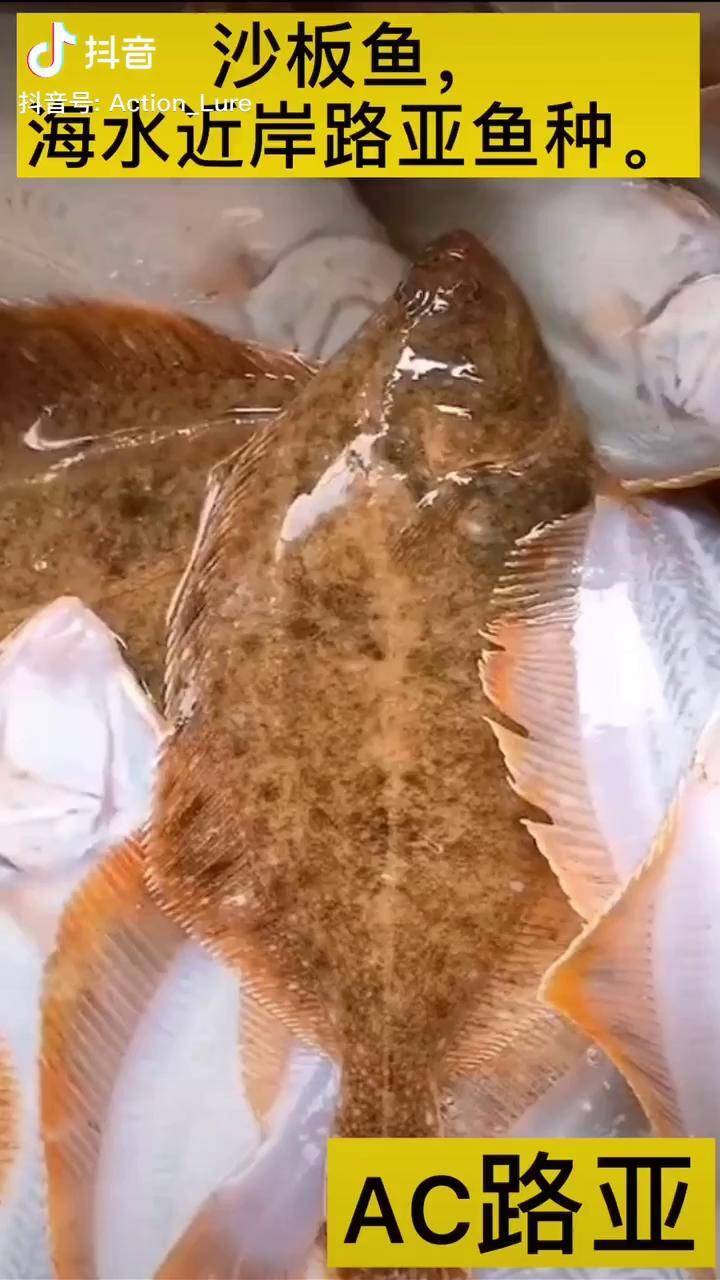海水近岸路亚沙板鱼介绍海水路亚 路亚沙板鱼 大海路亚讲堂 海钓路亚