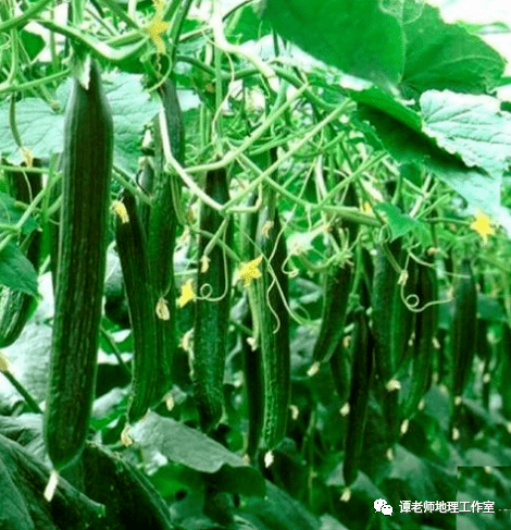 课外地理我国主要农作物相关的地理知识图及产地分布图