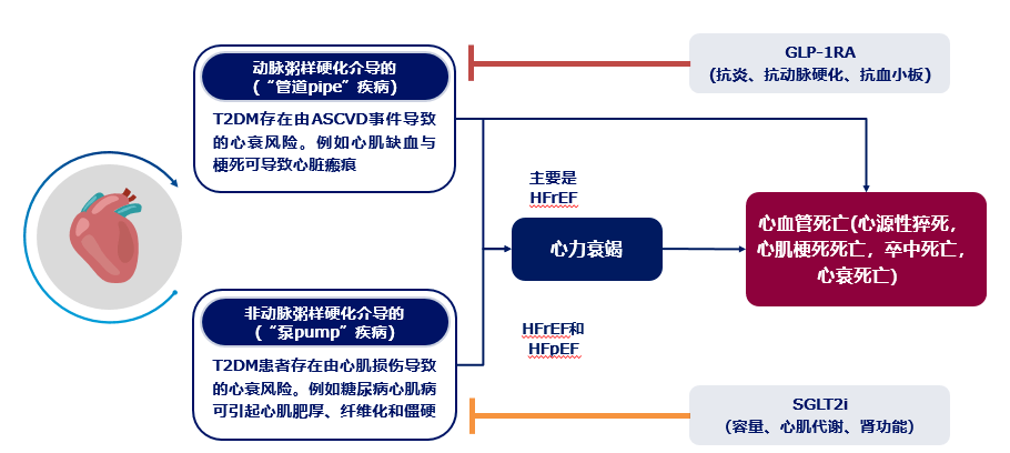 圖2glp-1ra和sglt-2i分別作用於