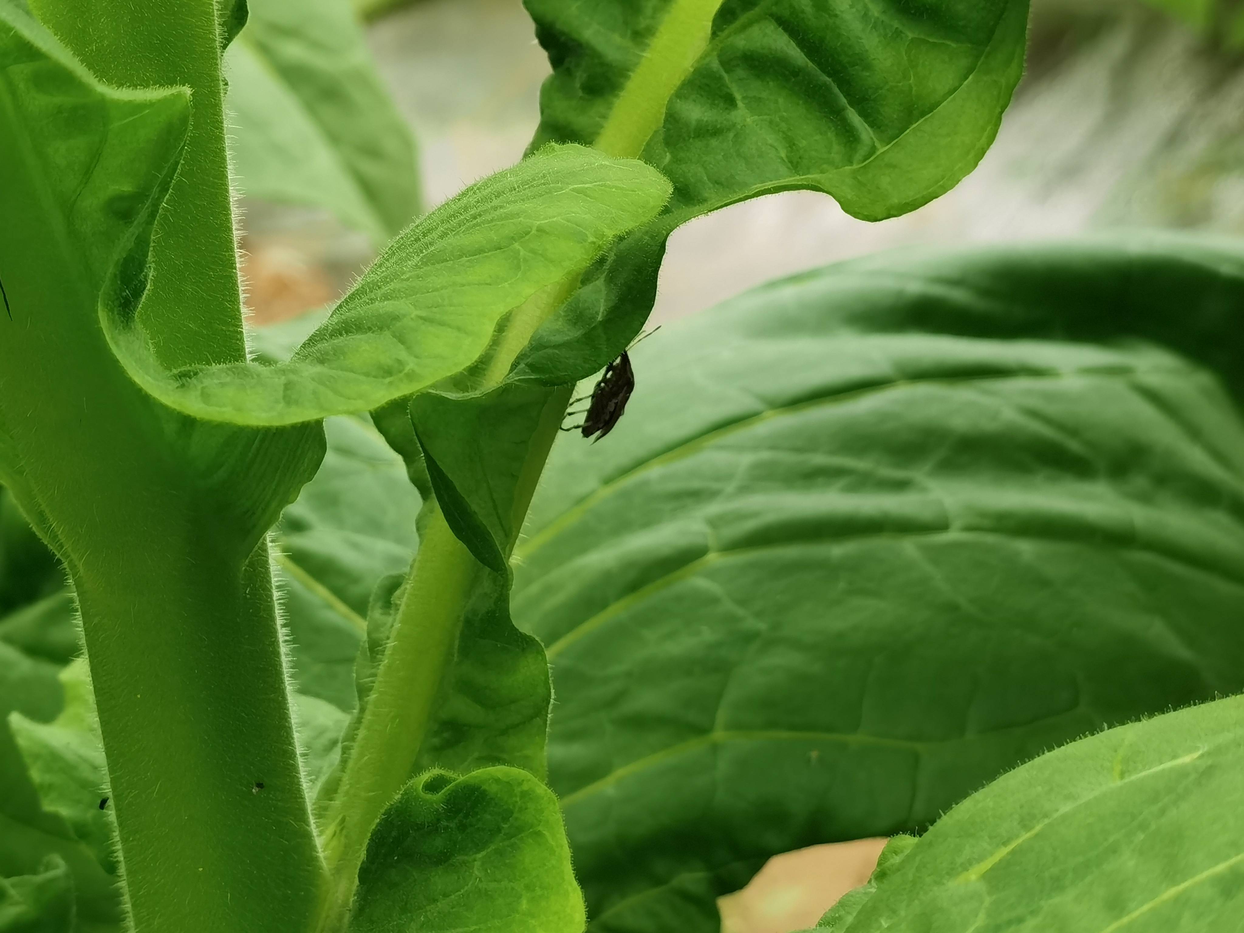 2019年以来,基地共繁育益蝽264.9万头,累计释放益蝽到烟田238.