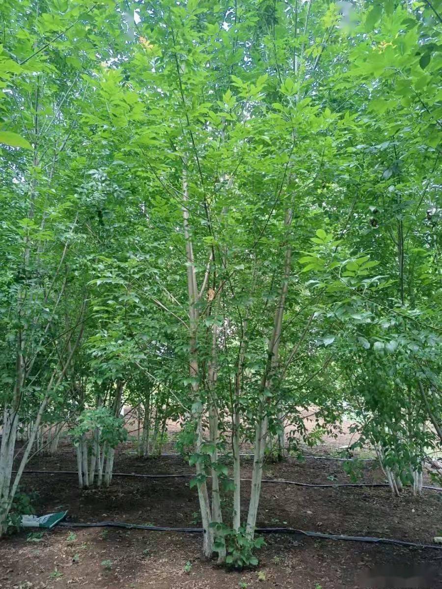 这个丛生苗必有大发展